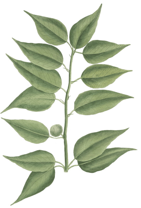 Maclura aurantiaca, Osage orange or Bow wood