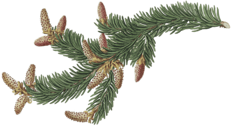 Pinus abies, Norway spruce fir