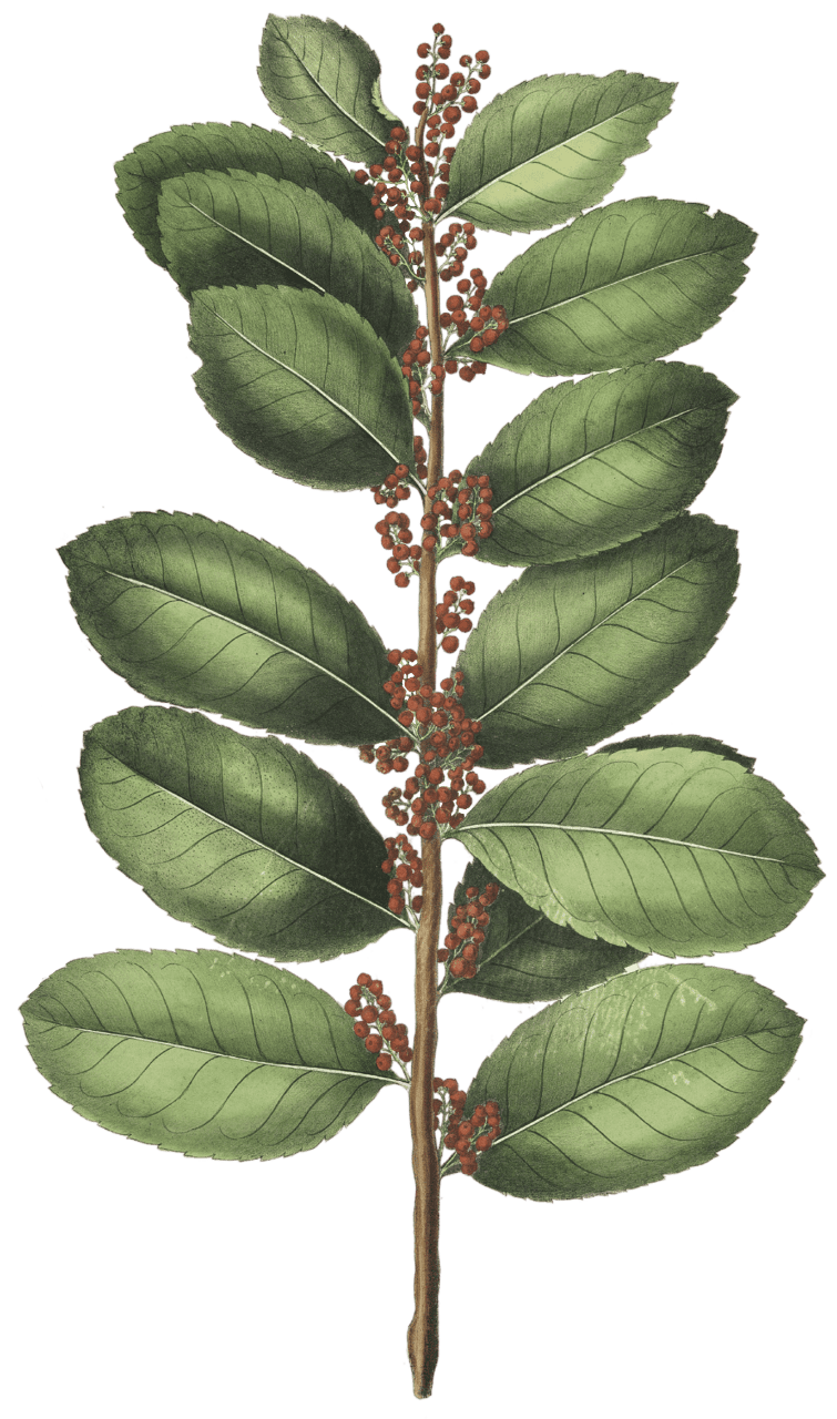 Ilex Paraguensis, Tea tree of Paraguay