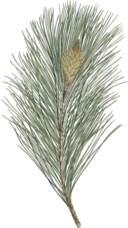 Pinus massoniana, Indian pine