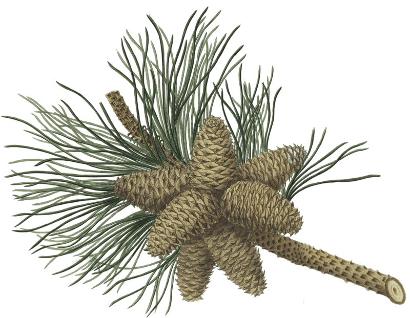 Pinus rigida, Three leaved Virginian pine