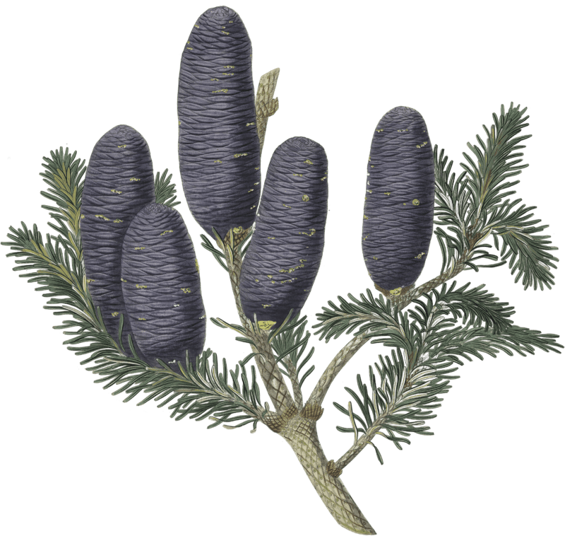 Pinus spectabilis, Purple coned fir