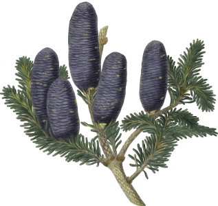 Pinus spectabilis, Purple coned fir