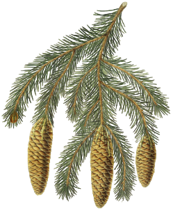 Pinus Smithiana, Himalayan spruce fir