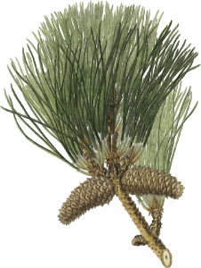 Pinus tæda, Frankincense pine