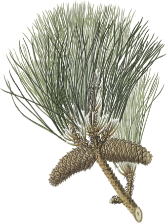Pinus tæda, Frankincense pine