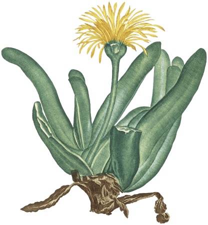 Mesembryanthemum Linguiforme Image from Histoire des Plantes Grasses (1799) by Pierre-Joseph Redouté.