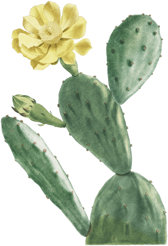 Cactus Opuntia Inermis Image from Histoire des Plantes Grasses (1799) by Pierre-Joseph Redouté.
