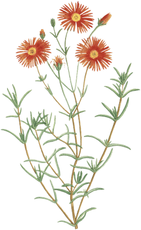 Mesembryanthemum Coccineum Image from Histoire des Plantes Grasses (1799) by Pierre-Joseph Redouté.