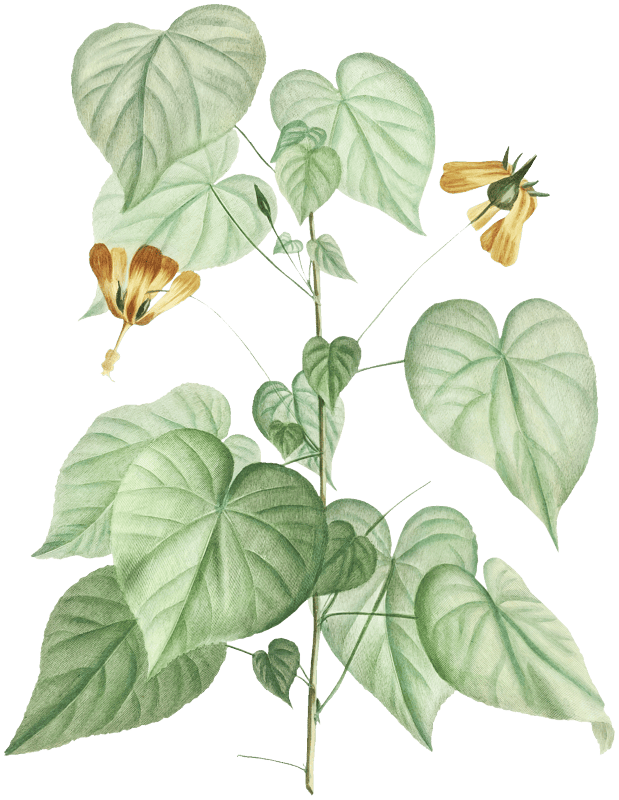 Sida Retrorfa Image from Stirpes Novae aut Minus Cognitae (1784) by Pierre-Joseph Redouté and Charles Louis L'Héritier de Brutelle.