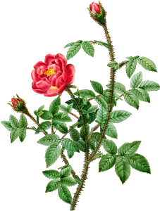 Moss Rose (1817–1824) by Pierre-Joseph Redouté and Henry Joseph Redouté.