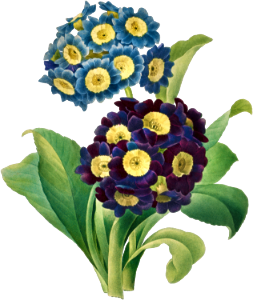 Primula Auricula (1827) by Pierre-Joseph Redouté and Henry Joseph Redouté.