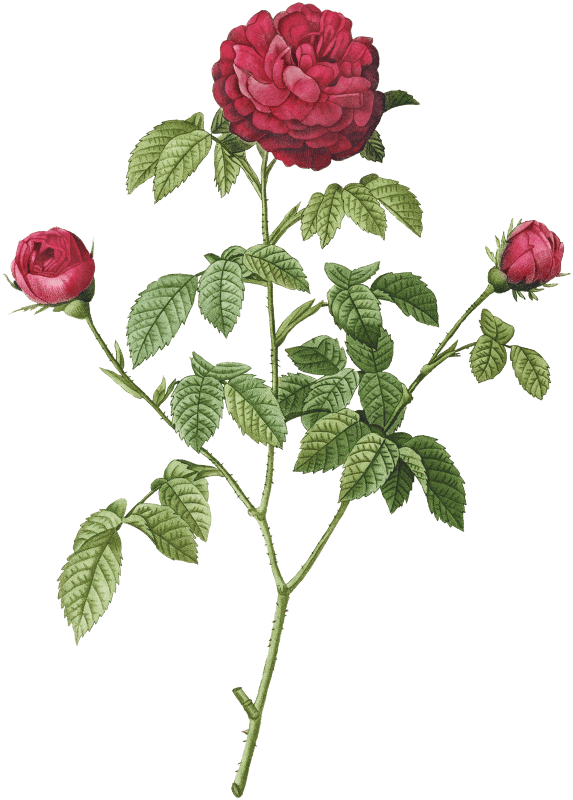 Provence or French Rose (1817–1824) by Pierre-Joseph Redouté and Henry Joseph Redouté.