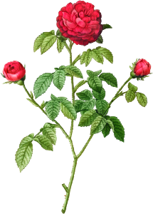 Provence or French Rose (1817–1824) by Pierre-Joseph Redouté and Henry Joseph Redouté.
