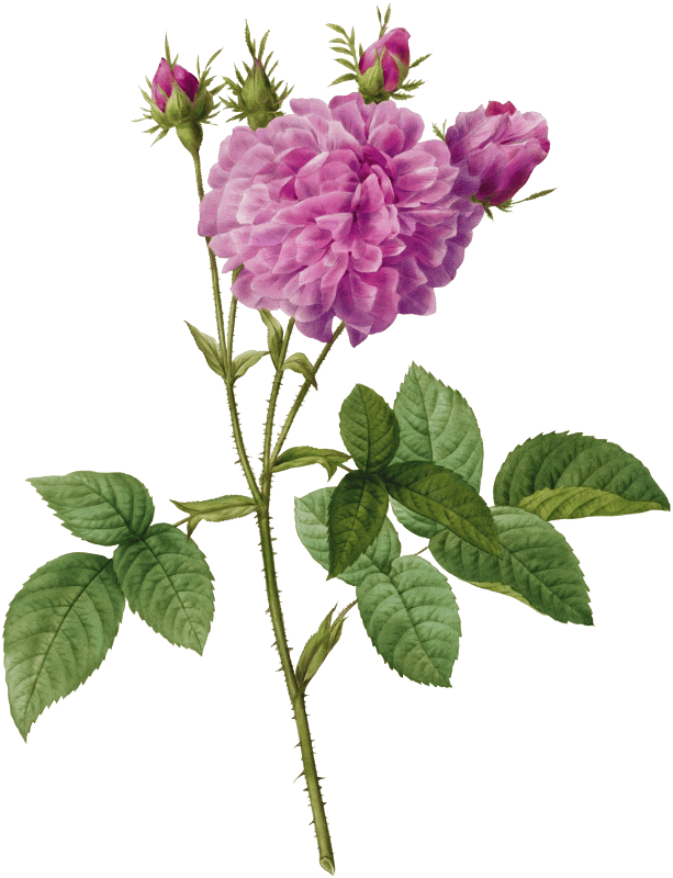 Agatha Rose (Rosa Gallica Agatha) (1817–1824) by Pierre-Joseph Redouté and Henry Joseph Redouté.