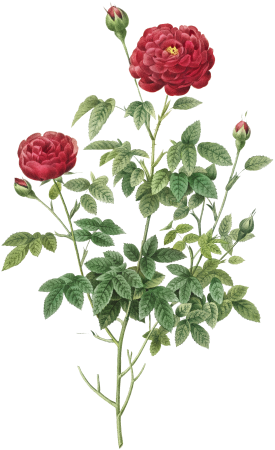Pompon Rose (1817–1824) by Pierre-Joseph Redouté and Henry Joseph Redouté.