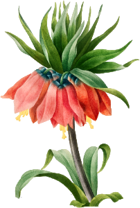 Crown Imperial Fritillary (1827) by Pierre-Joseph Redouté and Henry Joseph Redouté.