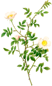 Brier Bush Rose or Dog Rose (Rosa Sepium Rosea) (1817–1824) by Pierre-Joseph Redouté and Henry Joseph Redouté.