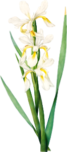 Gold-banded Iris (1812) by Pierre-Joseph Redouté and Henry Joseph Redouté.