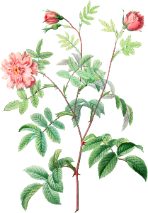 Rosa Cinnamomea (1817–1824) by Pierre-Joseph Redouté and Henry Joseph Redouté.