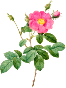 Cabbage Rose (Rosa Centifolia Simplex) (1817–1824) by Pierre-Joseph Redouté and Henry Joseph Redouté.