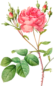 Rosa Centifolia Anglica Rubra (1817–1824) by Pierre-Joseph Redouté and Henry Joseph Redouté.