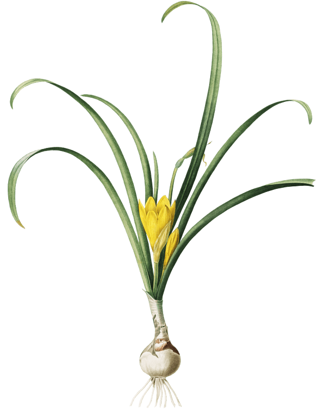 Amaryllis Lutes (1802–1816) by Pierre-Joseph Redouté and Henry Joseph Redouté.