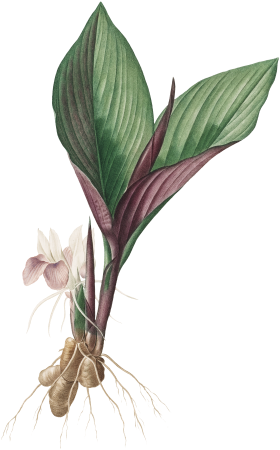 Kaempferia Longa (1802–1816) by Pierre-Joseph Redouté and Henry Joseph Redouté.