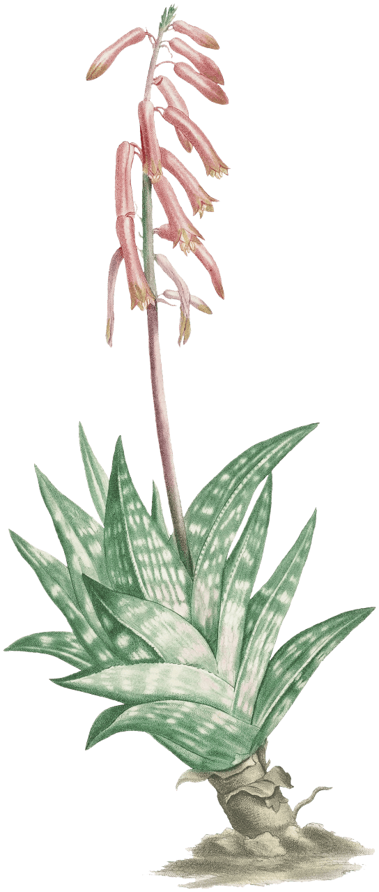 Aloe Variegata (Tiger Aloe) from Histoire des Plantes Grasses (1799) by Pierre-Joseph Redouté.