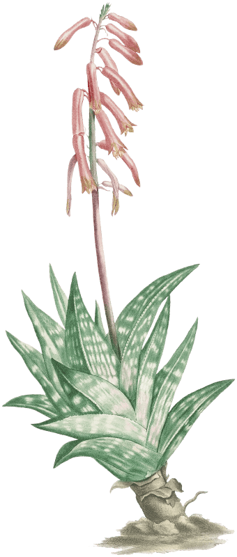 Aloe Variegata (Tiger Aloe) from Histoire des Plantes Grasses (1799) by Pierre-Joseph Redouté.
