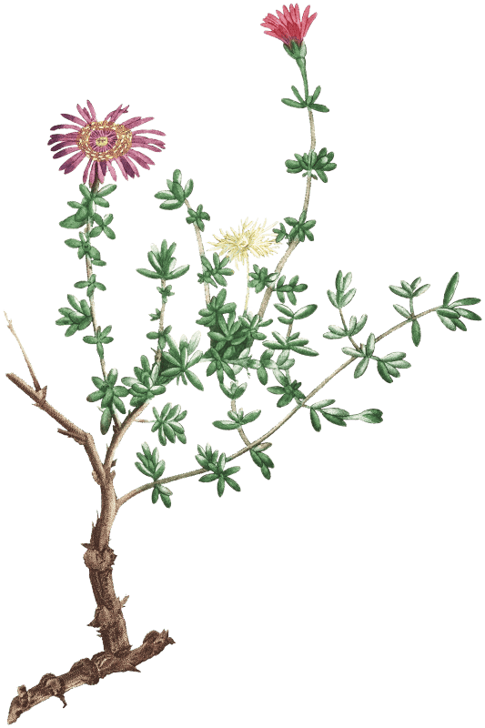 Mesembryanthemum Hispidum (Miniature Pigs Face) from Histoire des Plantes Grasses (1799) by Pierre-Joseph Redouté.