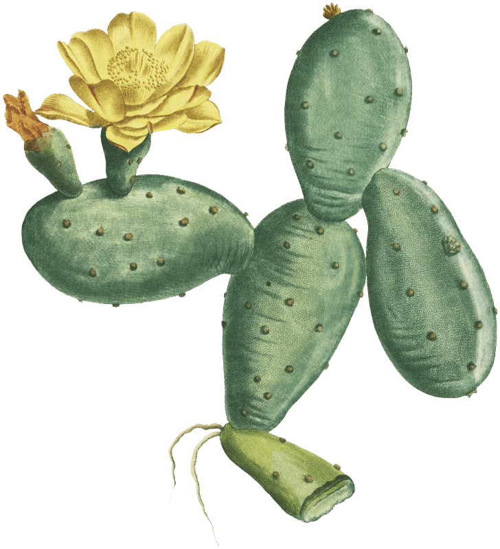 Cactus Opuntia Nana from Histoire des Plantes Grasses (1799) by Pierre-Joseph Redouté.
