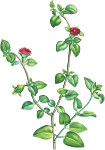 Mesembryanthemum Cordifolium (Baby Sun Rose) from Histoire des Plantes Grasses (1799) by Pierre-Joseph Redouté.