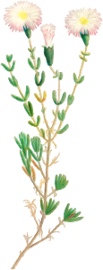 Mesembryanthemum Nodiflorum (Slenderleaf Iceplant) from Histoire des Plantes Grasses (1799) by Pierre-Joseph Redouté.