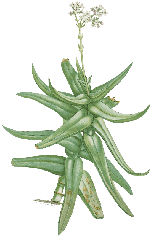 Crassula Perfoliata (Sickle–Leaf Red Crassula) from Histoire des Plantes Grasses (1799) by Pierre-Joseph Redouté.
