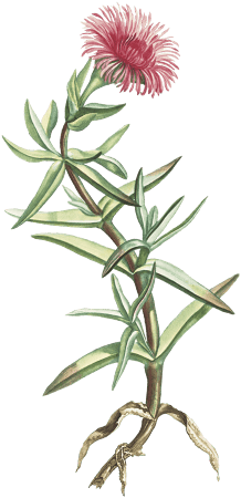 Mesembryanthemum Acinaciforme (Elands Sourfig) from Histoire des Plantes Grasses (1799) by Pierre-Joseph Redouté.