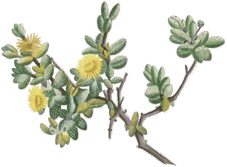 Mesembryanthemum Echinatum (Pickle Plant) from Histoire des Plantes Grasses (1799) by Pierre-Joseph Redouté.