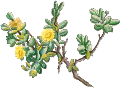 Mesembryanthemum Echinatum (Pickle Plant) from Histoire des Plantes Grasses (1799) by Pierre-Joseph Redouté.