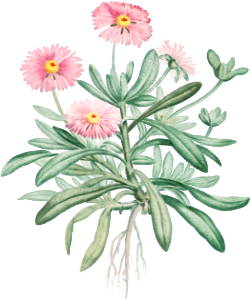 Mesembryanthemum Cuneifolium (Livingstone Daisy) from Histoire des Plantes Grasses (1799) by Pierre-Joseph Redouté.