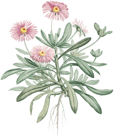 Mesembryanthemum Cuneifolium (Livingstone Daisy) from Histoire des Plantes Grasses (1799) by Pierre-Joseph Redouté.