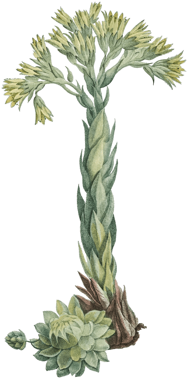Sempervivum Hirtum (Rolling Hen and Chicks) from Histoire des Plantes Grasses (1799) by Pierre-Joseph Redouté.
