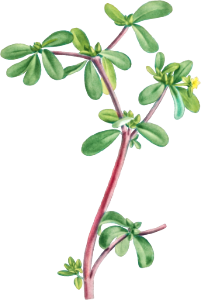 Portulaca Oleracea (Common Purslane) from Histoire des Plantes Grasses (1799) by Pierre-Joseph Redouté.