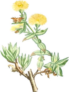 Mesembryanthemum Tortuosum (Kanna) from Histoire des Plantes Grasses (1799) by Pierre-Joseph Redouté.