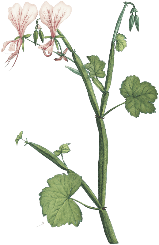 Pelargonium Tetragonum (Square–Stemmed Pelargonium) from Histoire des Plantes Grasses (1799) by Pierre-Joseph Redouté.