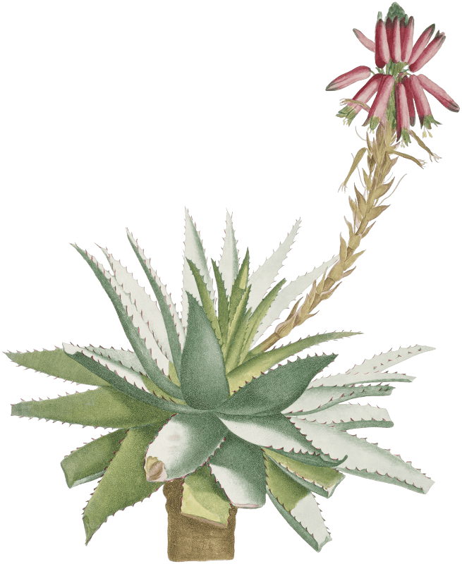 Aloe Rhodacantha (Aloe Glauca Miller) from Histoire des Plantes Grasses (1799) by Pierre-Joseph Redouté.