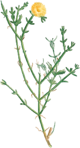 Mesembryanthemum Geniculiflorum (Ficoide geniculiflore) from Histoire des Plantes Grasses (1799) by Pierre-Joseph Redouté.