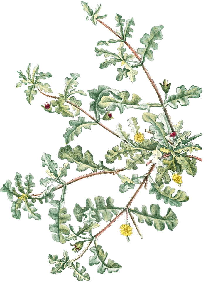 Mesembryanthemum Pinnatifidum (Jagged–Leaved Mesembryanthemum) from Histoire des Plantes Grasses (1799) by Pierre-Joseph Redouté.