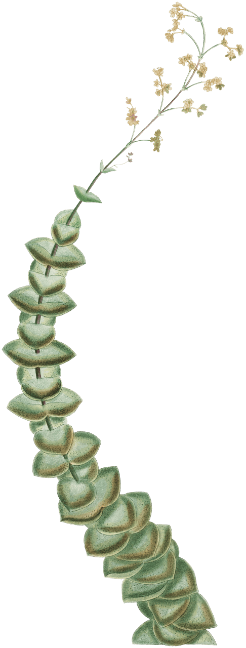Crassula Perforata (String of Buttons) from Histoire des Plantes Grasses (1799) by Pierre-Joseph Redouté.