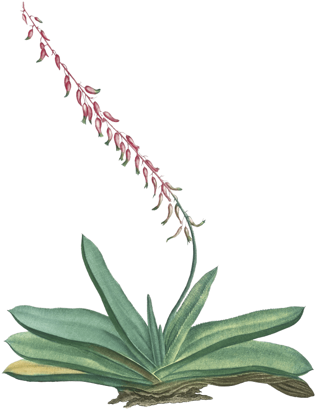 Aloe Linguiformis (Cow's Tongue) from Histoire des Plantes Grasses (1799) by Pierre-Joseph Redouté.