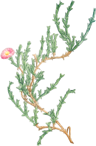 Mesembryanthemum Uncinatum (Ruschia Uncinata) from Histoire des Plantes Grasses (1799) by Pierre-Joseph Redouté.